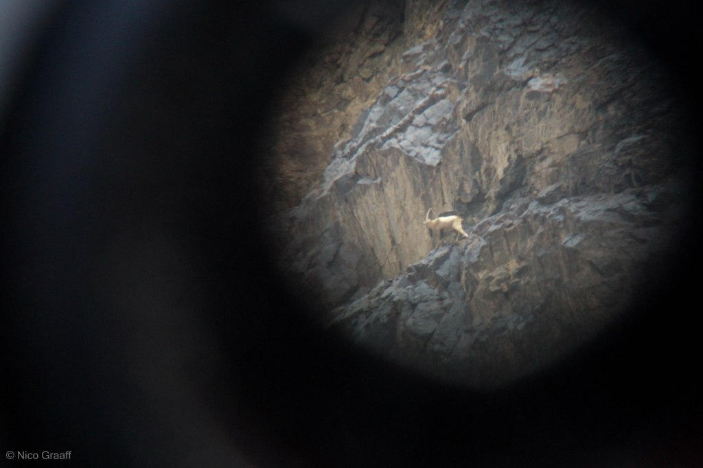 Ibex through Telescope